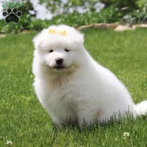 Becky, Samoyed Puppy